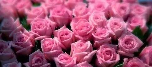 传递爱情的12朵玫瑰花（花语传递的爱情语言）