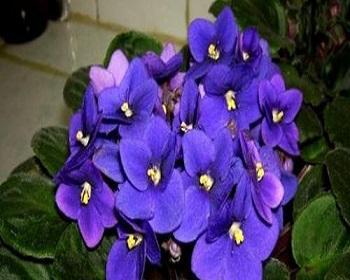 白色紫罗兰花语（寓意深刻的花朵——紫罗兰）