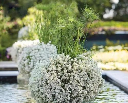 解析香雪球花语（探究雪白花朵背后的深意）