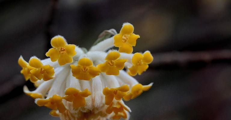 结香传说（探寻结香的花语）