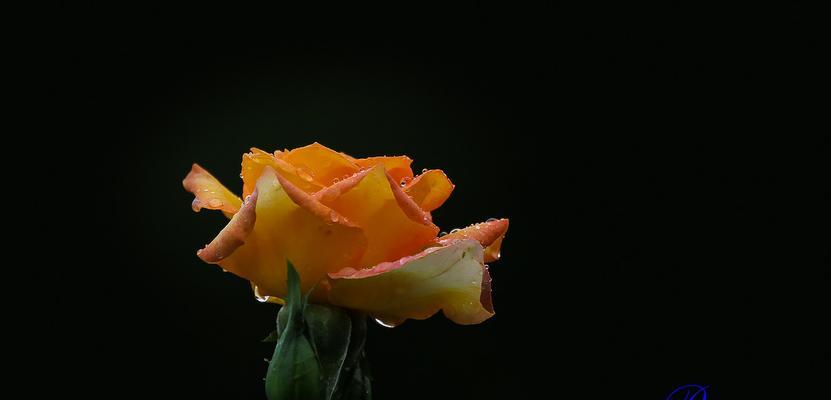 3朵玫瑰的花语（三种不同含义的鲜花）