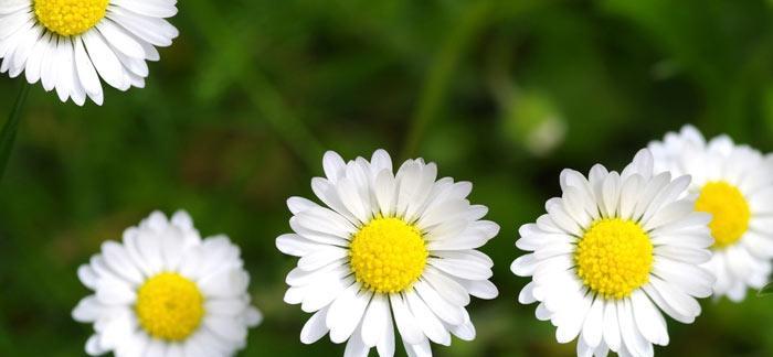白色小雏菊的花语（深度解析白色小雏菊的寓意和象征意义）