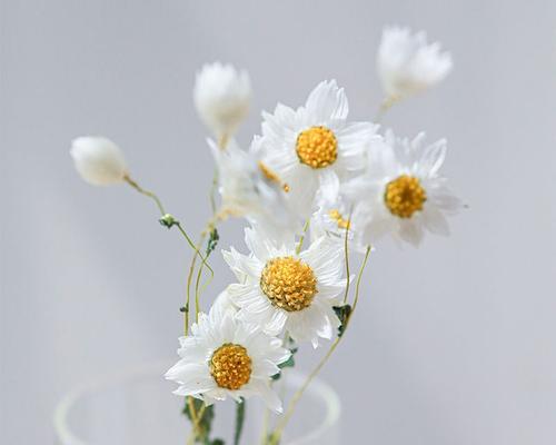白色小雏菊的花语（深度解析白色小雏菊的寓意和象征意义）