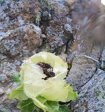 雪莲花——高洁清雅的花语（寓意高尚的雪山之花）