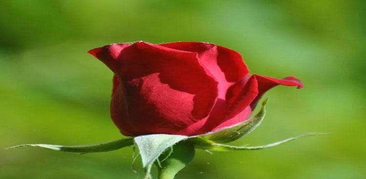 绿玫瑰花语（绿色的象征，玫瑰的浪漫，诠释爱情的美好）