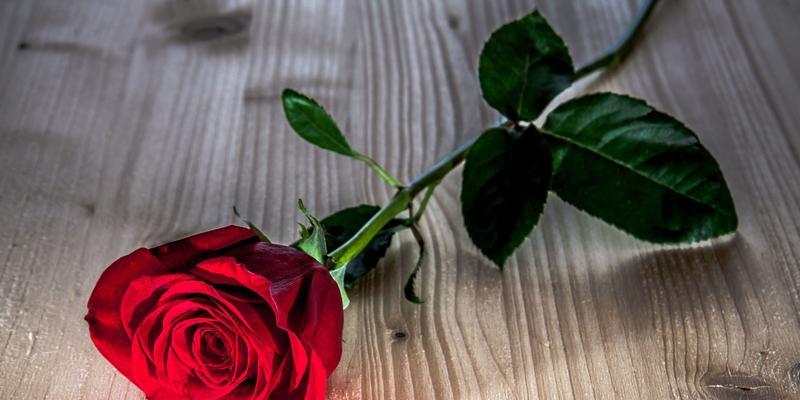红玫瑰的含义及象征意义（探索红玫瑰背后的真正含义，解读它所代表的情感）