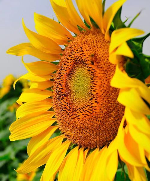 太阳花——花开绽放的希望（一朵花的力量）