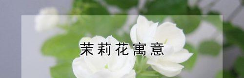 茉莉花的花语及其意义（解析茉莉花背后的美丽寓意）