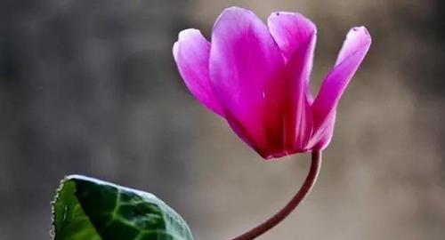 仙客来花语和寓意，送给谁最合适？（寄托深情，传递祝福，一份花礼的意义与价值）