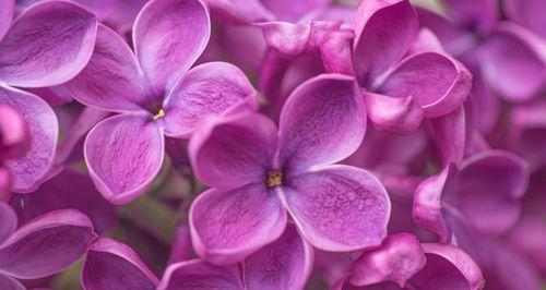 丁香花花语与美好生活（品味花间语，品味人生情）