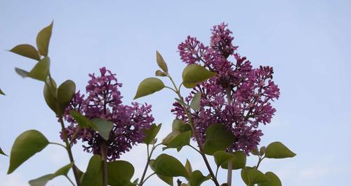 丁香花花语与美好生活（品味花间语，品味人生情）