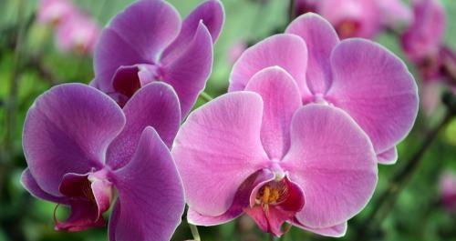 紫色马蹄莲的花语（揭示马蹄莲的神秘之处，让人们更深入了解这朵花的语言）