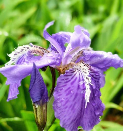 传承千年的优雅之花——紫色鸢尾花的花语（浓情雅致，华美优雅，紫色鸢尾花的传说与美丽）