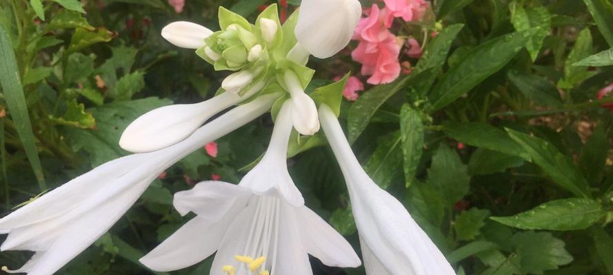 玉簪花的花语（探寻玉簪花的神秘花语，品味花的美丽）