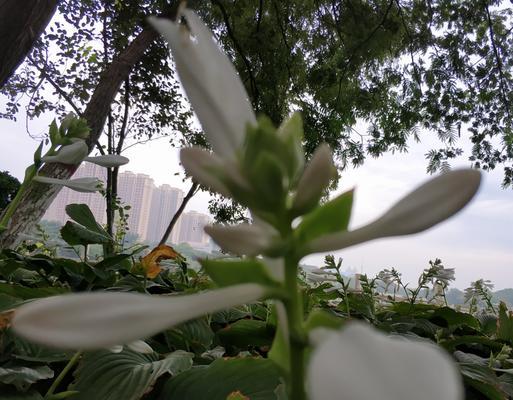 玉簪花的花语（探寻玉簪花的神秘花语，品味花的美丽）