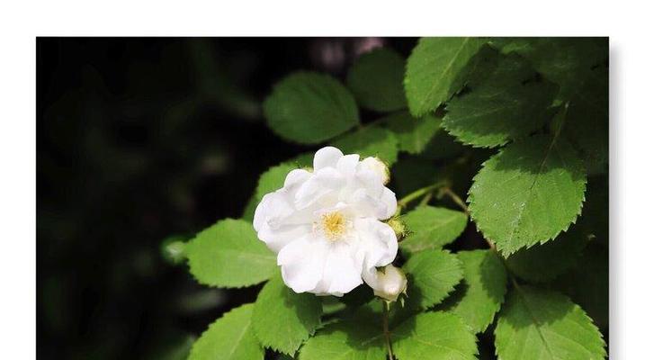 白色蔷薇花的花语（花开百度，意蕴深刻）