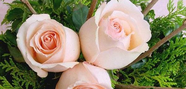 花语传情，玫瑰花的含义（探寻玫瑰花的各色含义，了解花语语言）