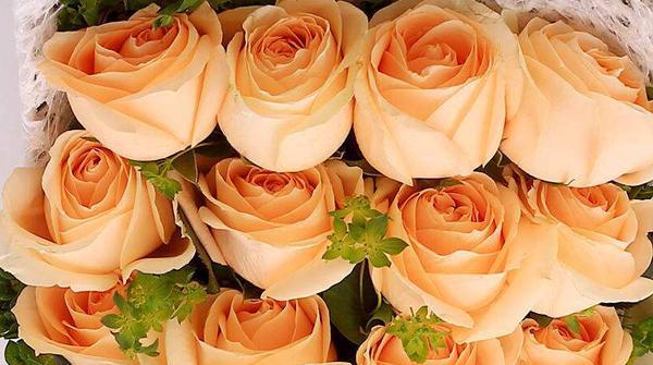 橙色玫瑰花语与意义（探寻橙色玫瑰所代表的爱情、感情和祝福之意）