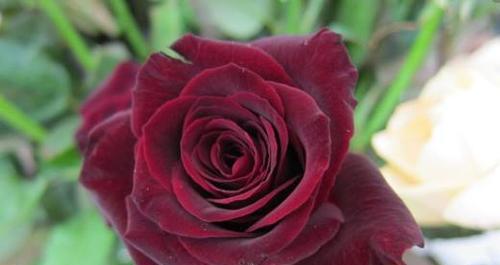 黑玫瑰的花语与寓意（揭秘黑玫瑰背后的八个秘密）