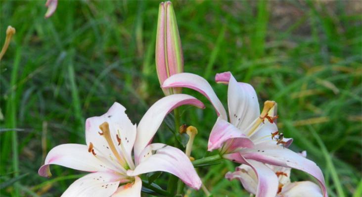 百合花的含义（探寻百合花的象征意义与文化内涵）