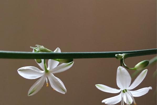 吊兰花的花语——爱的陪伴（生命力顽强的室内植物，唤起温馨感受）