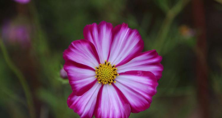 格桑花之美——花语与寓意（探秘格桑花背后的丰富内涵）