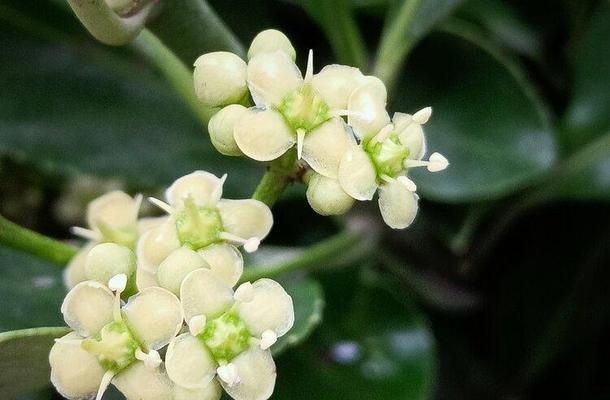 探寻冬青树的花语（传递“生命与希望”的暖意）