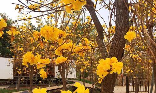 黄花风铃木的花语及文化意义（探寻黄花风铃木的花语和文化背景，感受大自然的神奇魅力）