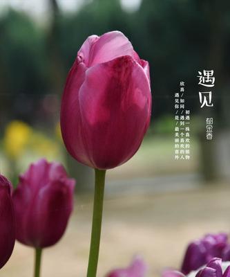 探秘紫色郁金香花语（从神秘、优雅到自信，揭秘紫色郁金香花语蕴含的深意）