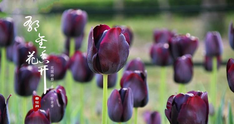 探秘紫色郁金香花语（从神秘、优雅到自信，揭秘紫色郁金香花语蕴含的深意）