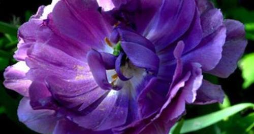 探秘紫色郁金香花语（从神秘、优雅到自信，揭秘紫色郁金香花语蕴含的深意）