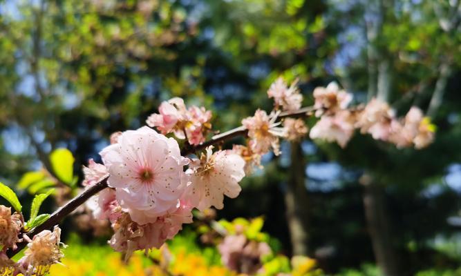 日本樱花的花语（探寻樱花的秘密与含义）