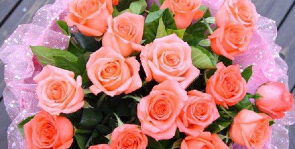 13朵粉玫瑰的意义（浪漫神话与真实情感的交织）