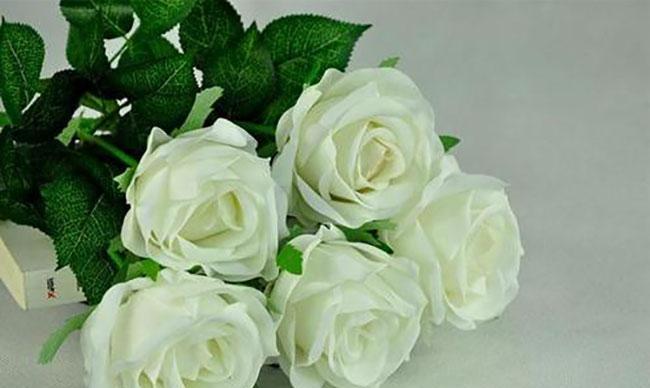 白色玫瑰花语（探寻白色玫瑰的意义与象征）