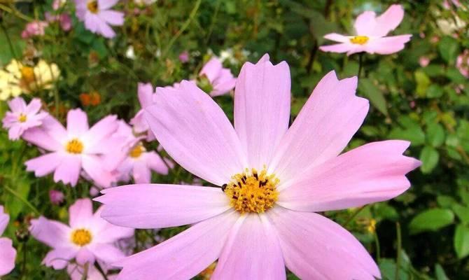 大波斯菊花语（探究大波斯菊花的寓意及文化内涵）