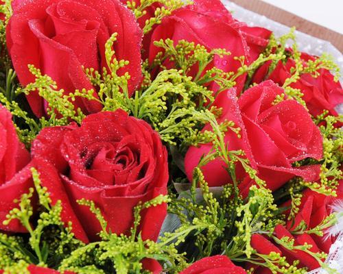 33朵玫瑰花的花语（玫瑰花的意义、33朵玫瑰的含义、赠送33朵玫瑰的情境）