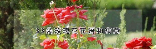 33朵玫瑰花的花语（玫瑰花的意义、33朵玫瑰的含义、赠送33朵玫瑰的情境）