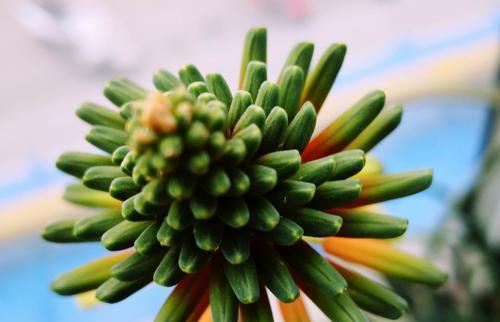 芦荟开花的寓意（探秘芦荟开花的美丽与寓意）