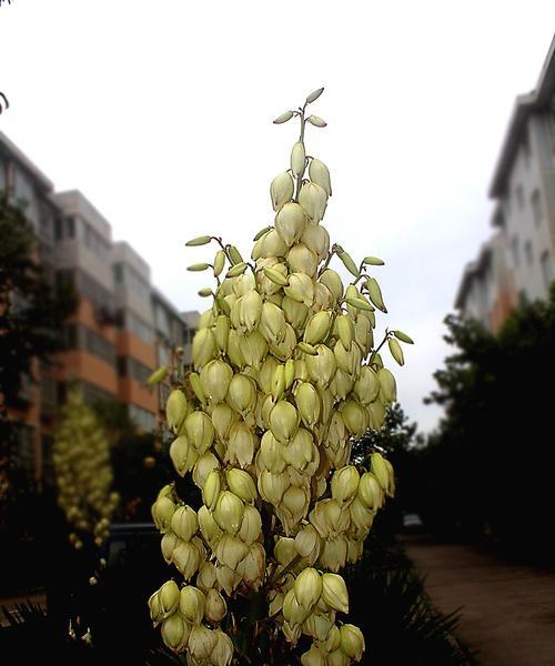 凤尾兰花语大揭秘（探寻凤尾兰所代表的意义与象征，解读其神秘而美丽的内涵）