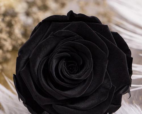 探寻黑色玫瑰的神秘与美丽（黑色玫瑰花语及鲜花用途）