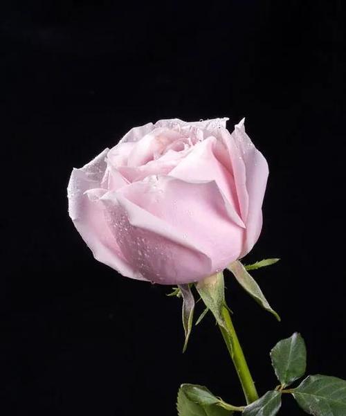 探寻黑色玫瑰的神秘与美丽（黑色玫瑰花语及鲜花用途）
