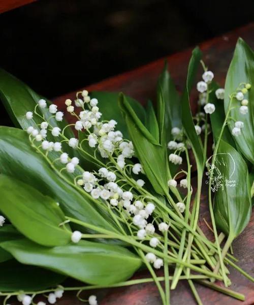 铃兰花语的象征与寓意（探索自然界的心灵语言——铃兰花）