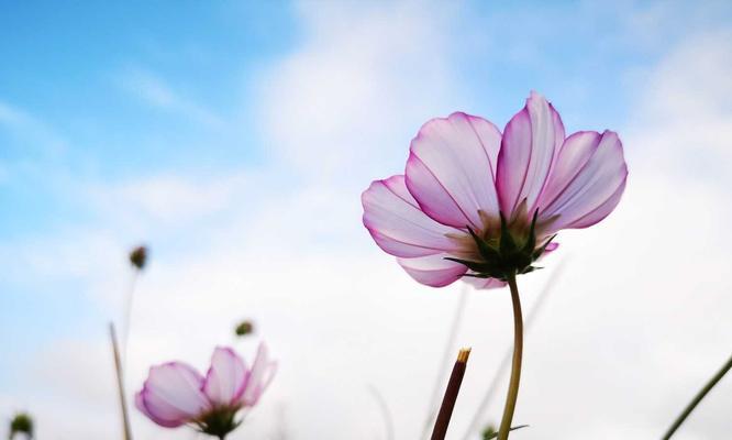 格桑花——爱与希望的象征（探寻格桑花的花语与美丽）