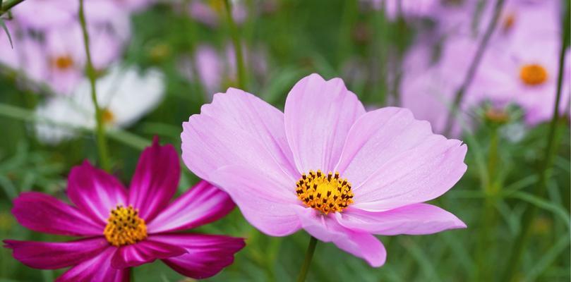 格桑花——爱与希望的象征（探寻格桑花的花语与美丽）