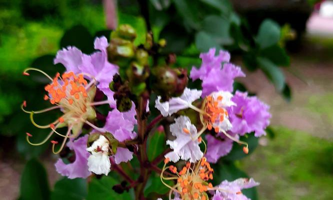 紫薇花语的含义（揭示花开花落的真相，探寻人生的意义）