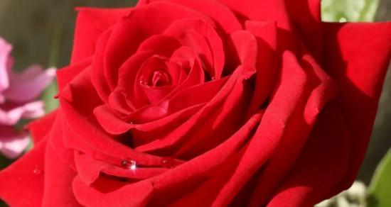 红玫瑰的代表意义（探究13朵红玫瑰的含义及象征意义）
