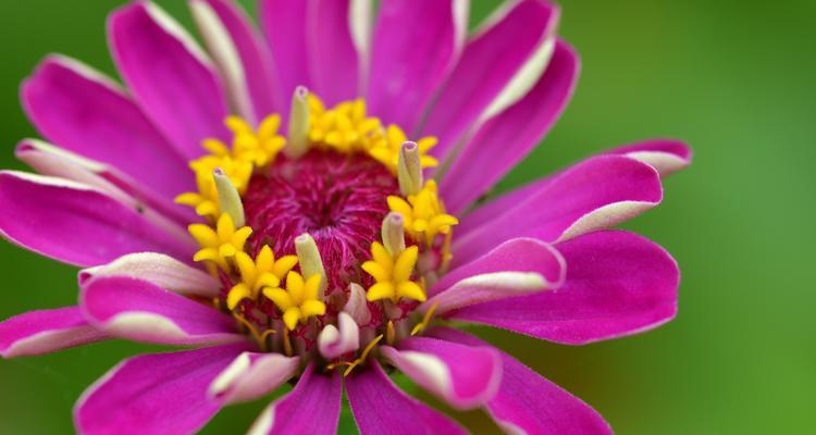 百日菊花语（传递真挚情感的花语）