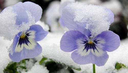 白色紫罗兰的花语（寓意优雅高贵，传递爱与祝福）