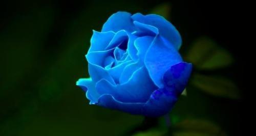 解读一朵玫瑰花的花语（揭示玫瑰花的情感象征，领悟花语中的情感故事）