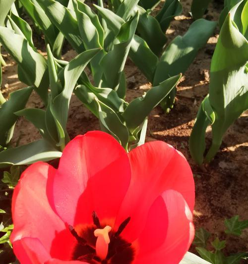 红色郁金香花语（用一朵红色郁金香表达你的爱情，传递爱的信息）